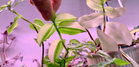 Tradescantia Fluminensis Variegata vs Tradescantia Fluminensis Aureovariegata