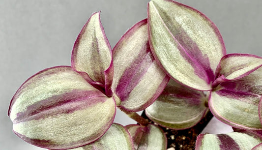 Tradescantia Zebrina Quadricolor - How to bring colors back to reverted stems