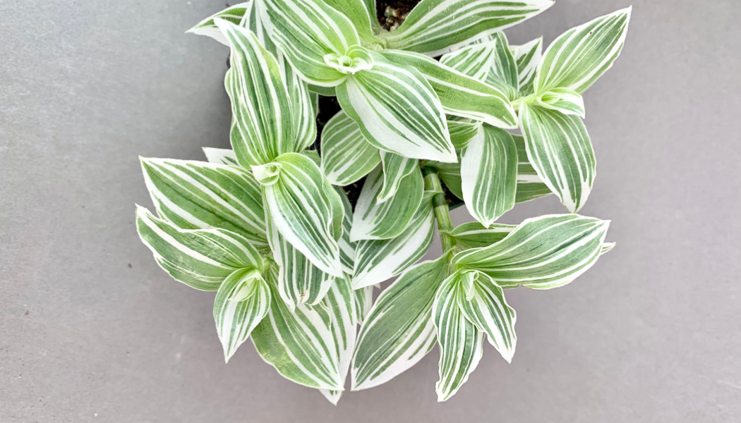 Tradescantia albiflora variegata albovitatta ‘Quicksilver’