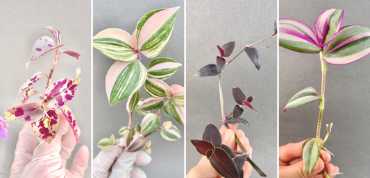 Propagating Tradescantia from a Cutting