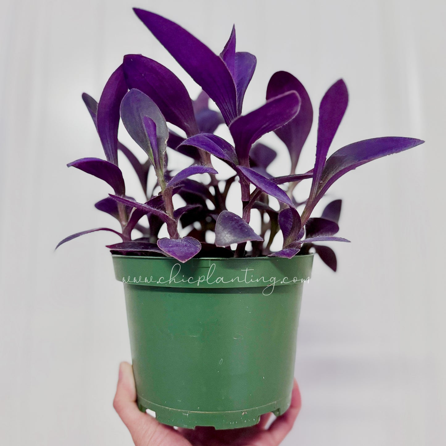 Tradescantia pallida ‘Purple Pixie’