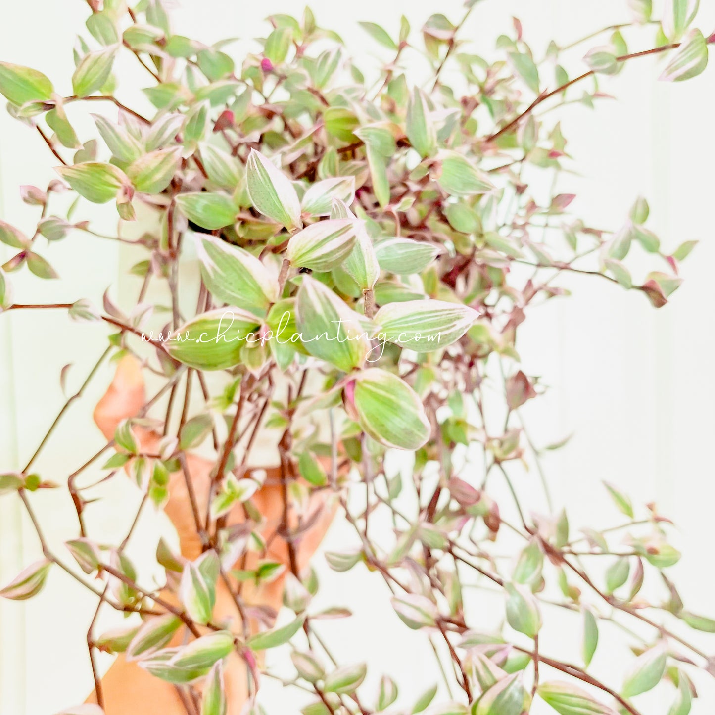 Callisia Repens Pink Panther Large Form / Big Leaves