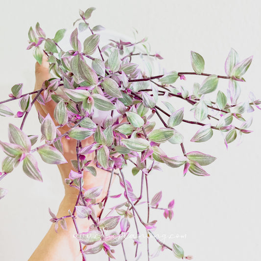 Callisia Repens Pink Panther Large Form / Big Leaves