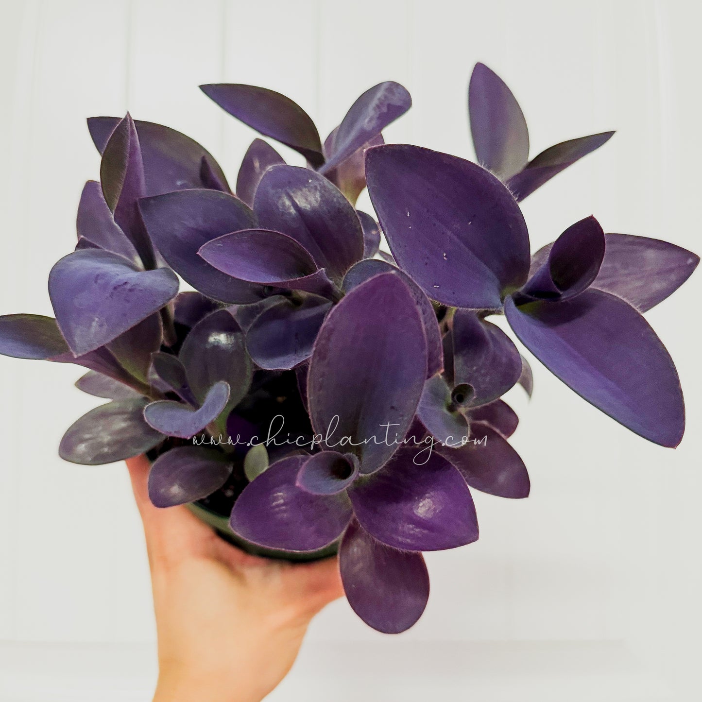 Tradescantia pallida ‘Purple Pixie’