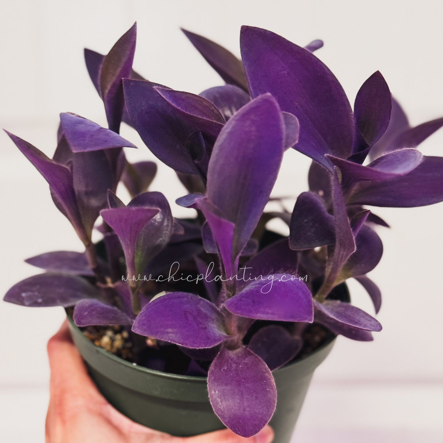 Tradescantia pallida ‘Purple Pixie’