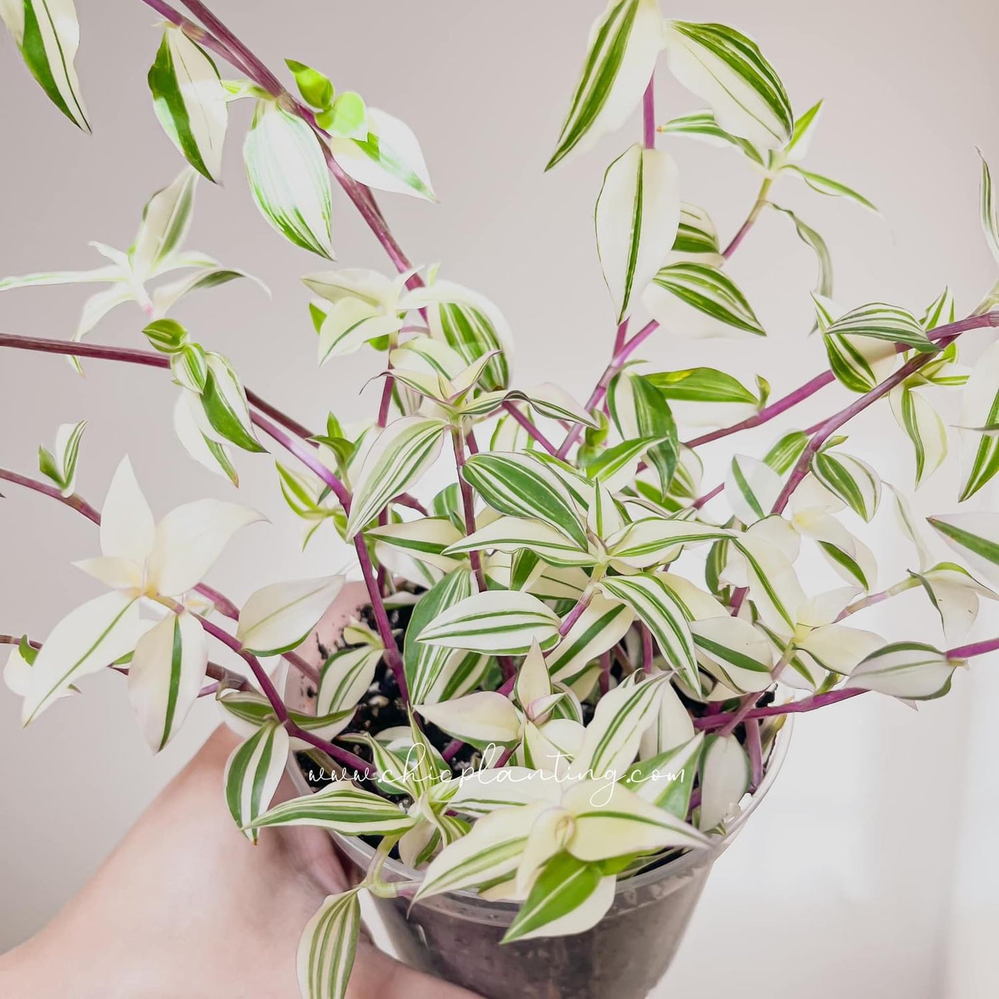 Callisia Repens Variegata ‘Bianca’ - Large form CUTTINGS