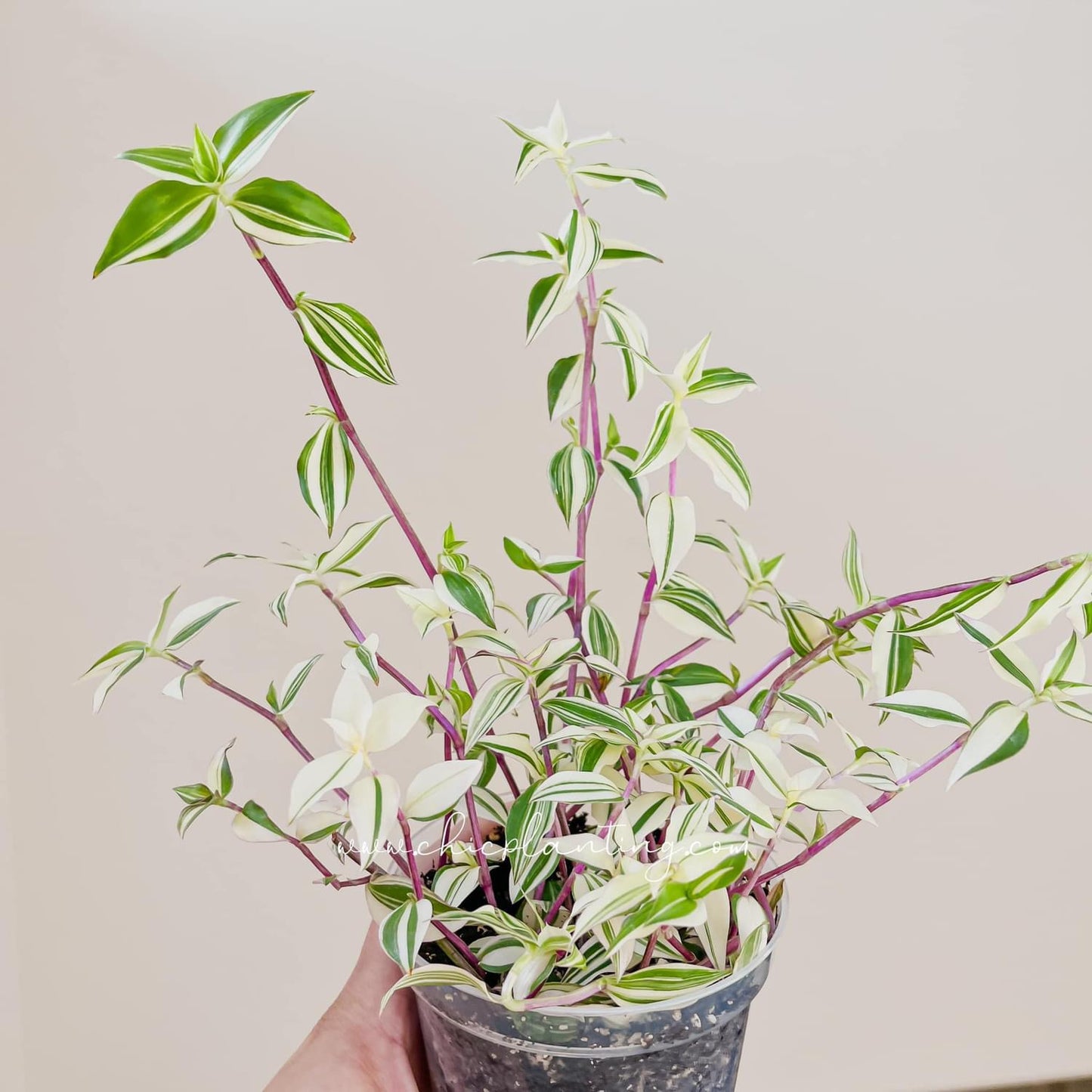 Callisia Repens Variegata ‘Bianca’ - Large form CUTTINGS