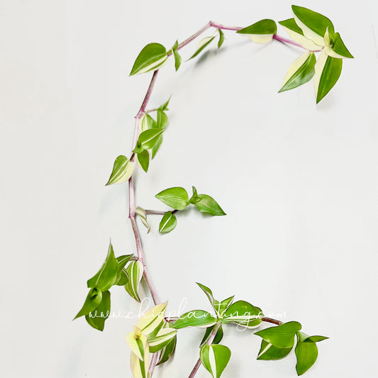 Callisia Repens Variegata ‘Bianca’ - Large form CUTTINGS