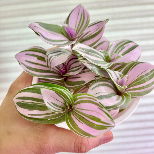 Tradescantia Albiflora 'Pink Clone' cuttings